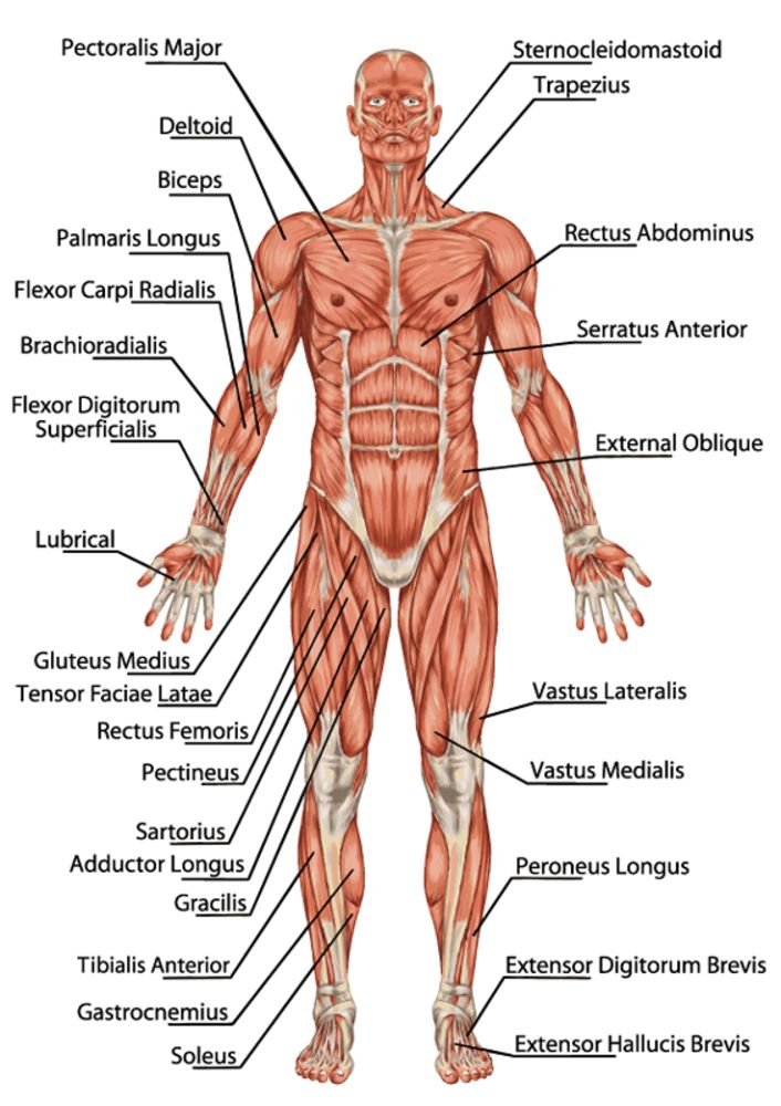 Unveiling the Wonders of the Human Body: 100 Crucial Questions Answered (Part 1)