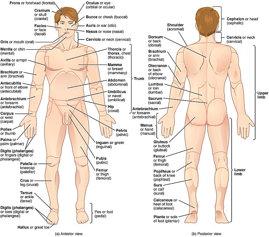 The Fascinating World of Human Physiology: Exploring the Intricacies of the Human Body (Part 2)