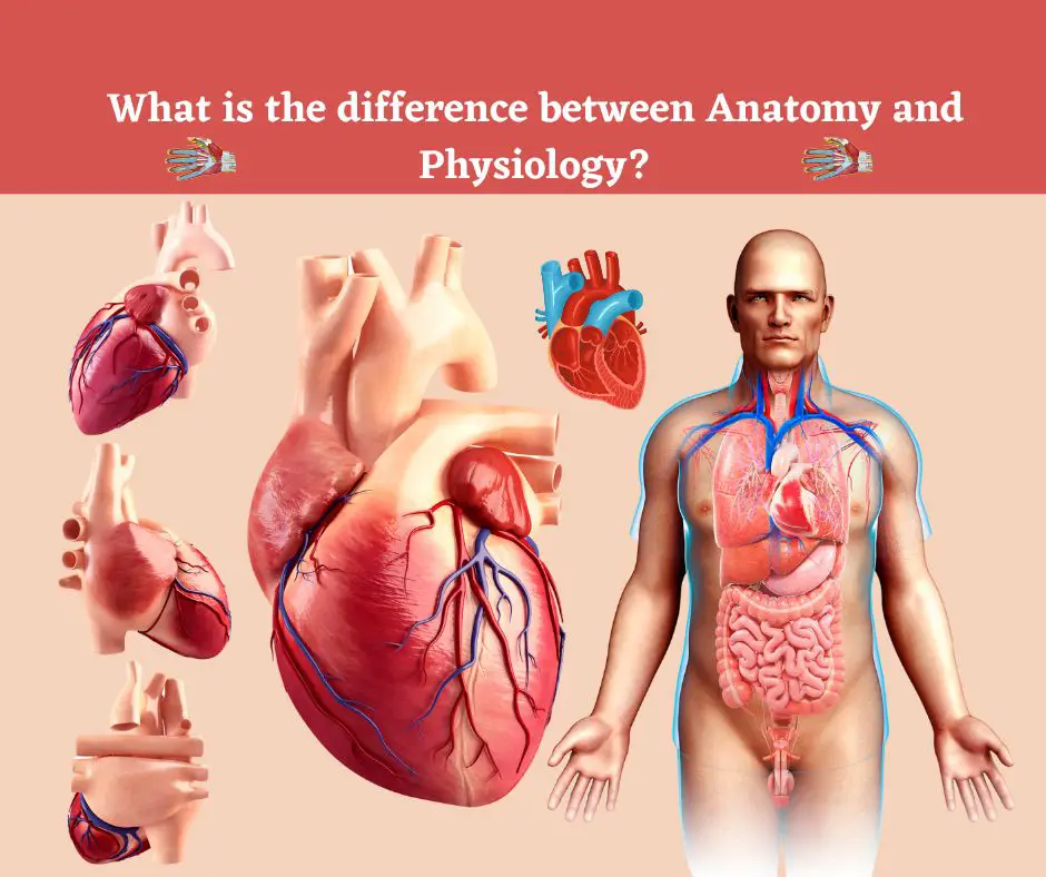 50 Questions And Answers-Anatomy and Physiology: Exploring the Human Body's Structure and Functions