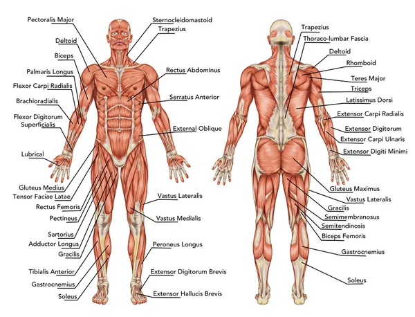 50 Questions And Answers-Anatomy and Physiology: Exploring the Human Body's Structure and Functions
