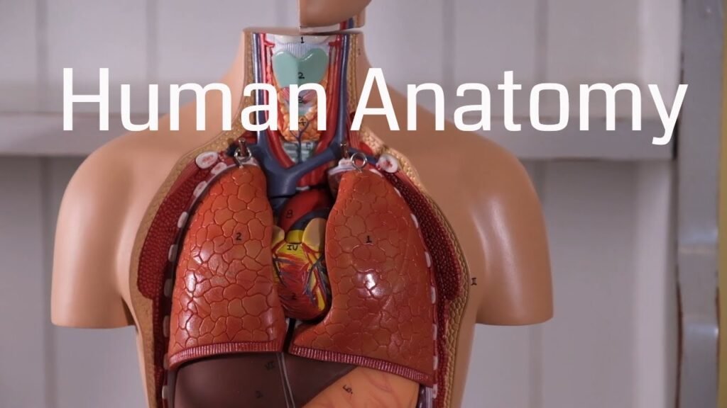 The Fascinating World of Human Physiology: Exploring the Intricacies of the Human Body (Part 2)