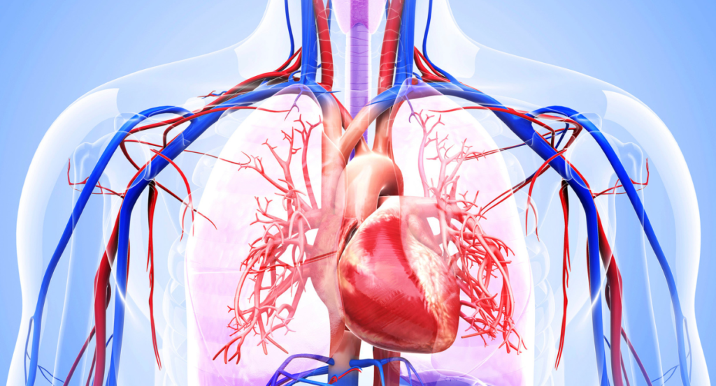 Cardiovascular System And Respiratory System