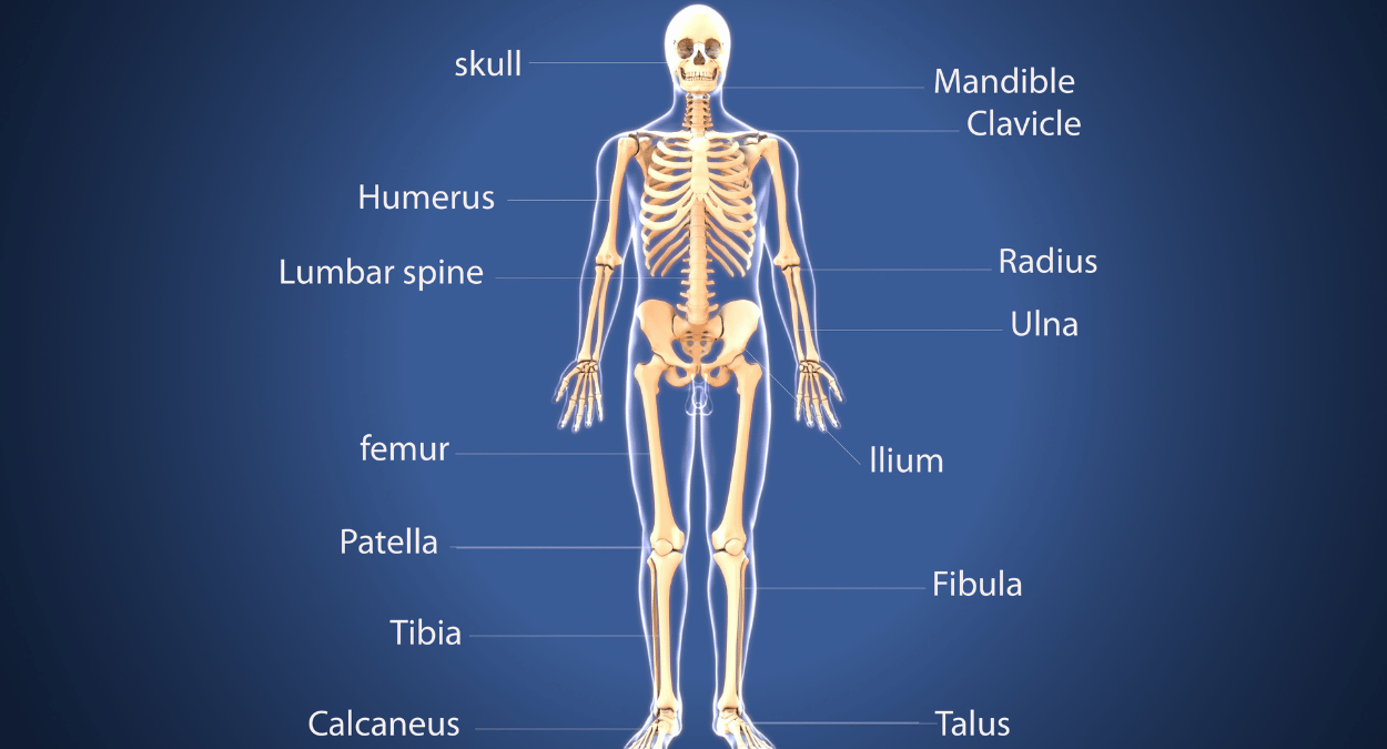 The human body is an intricate marvel, consisting of various systems and organs that work in harmony to maintain life.