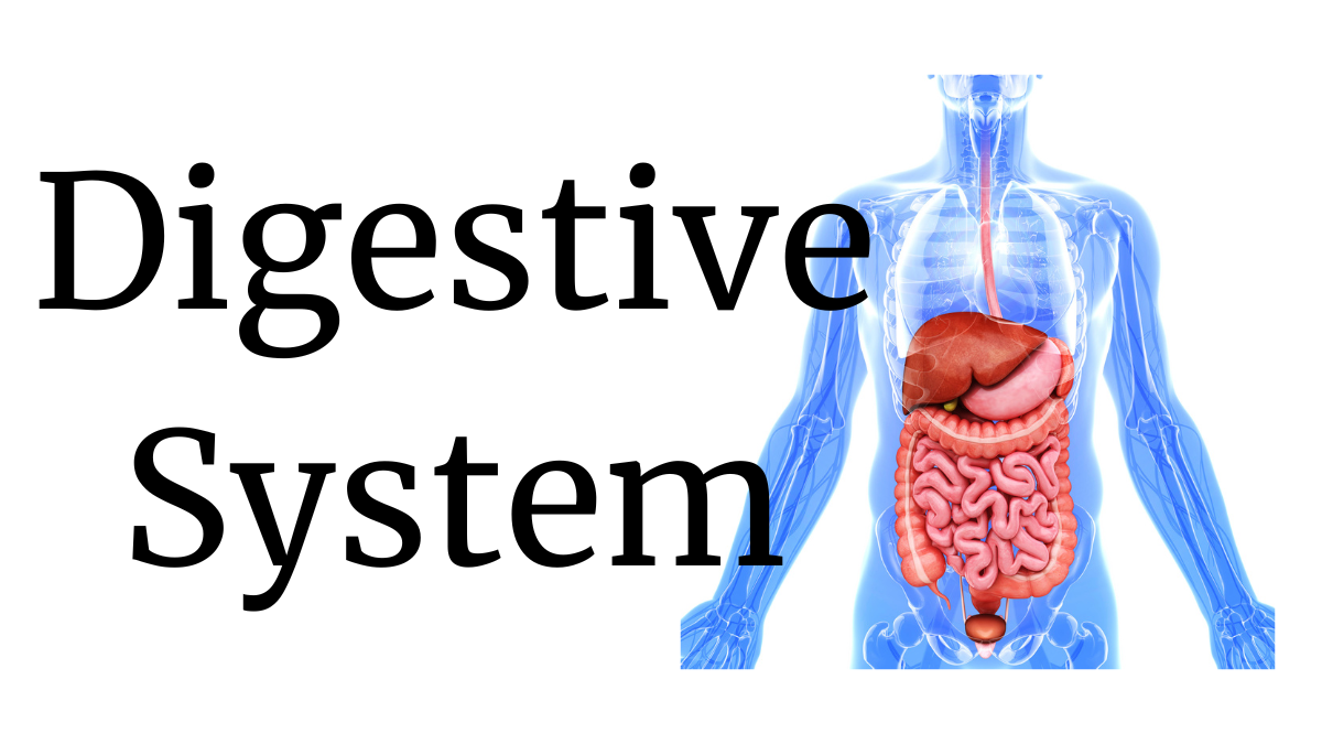 Digestive System: Fuelling the Body
