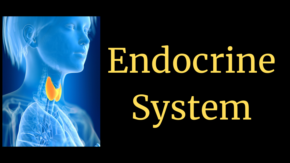  Endocrine System: Hormonal Harmony