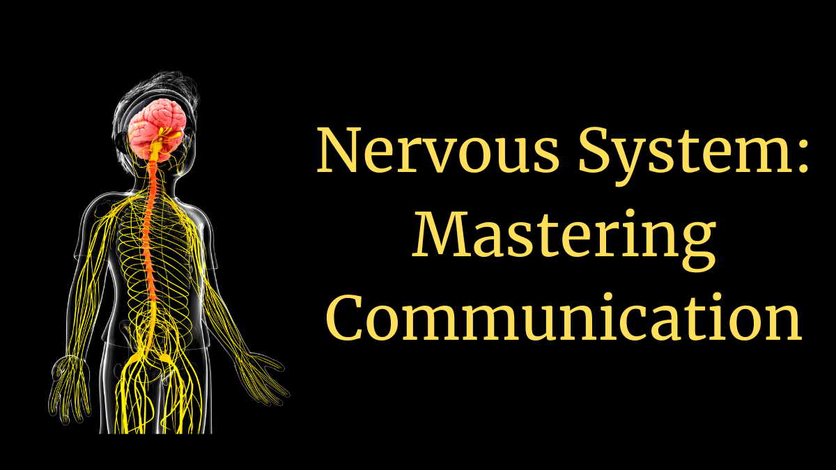 Nervous System: Mastering Communication
